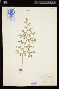 Selaginella kraussiana image