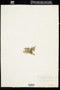 Selaginella rupestris image