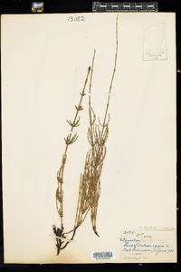 Equisetum fluviatile image