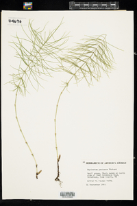 Equisetum pratense image