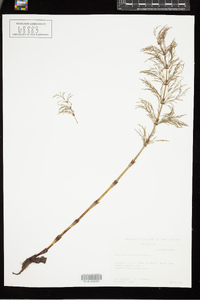 Equisetum sylvaticum image