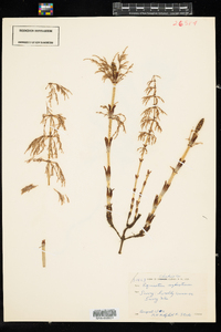 Equisetum sylvaticum image