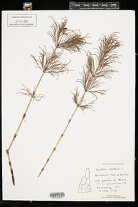 Equisetum sylvaticum image