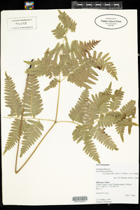 Pteridium aquilinum var. latiusculum image