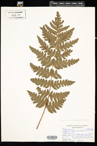 Dryopteris clintoniana image