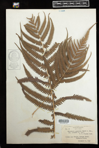 Image of Thelypteris augescens
