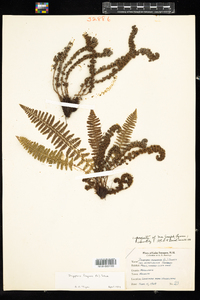 Dryopteris fragrans image