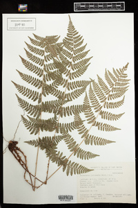 Dryopteris intermedia image