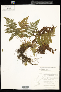 Dryopteris intermedia image