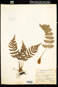 Dryopteris marginalis image