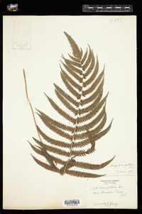 Image of Thelypteris ovata