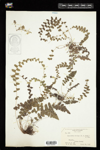 Image of Thelypteris reptans