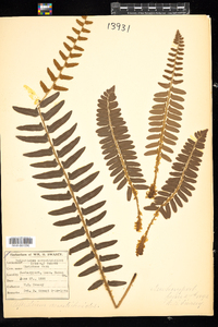 Polystichum acrostichoides image