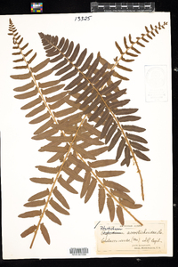 Polystichum acrostichoides image