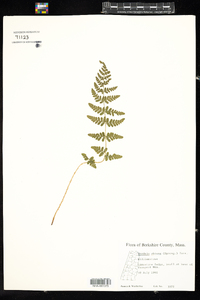 Woodsia obtusa image