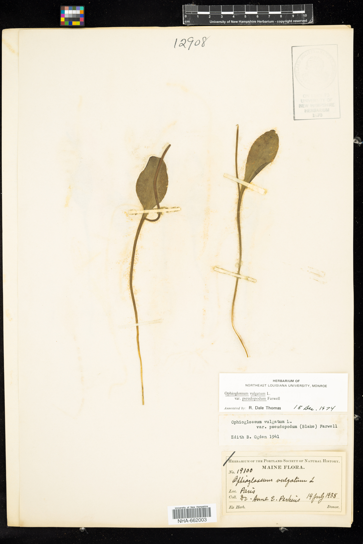 Ophioglossum pusillum image