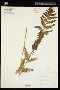 Osmunda claytoniana image