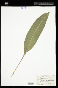 Image of Campyloneurum brevifolium