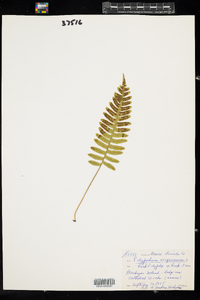 Polypodium virginianum image