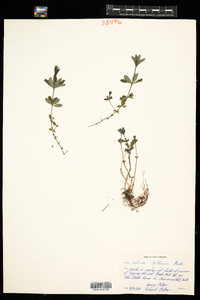 Galium triflorum image