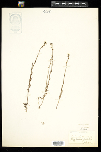 Nuttallanthus canadensis image