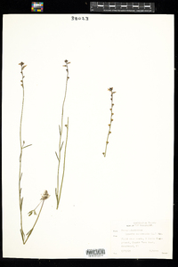 Nuttallanthus canadensis image