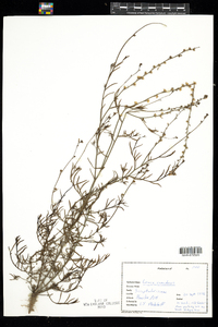 Nuttallanthus canadensis image