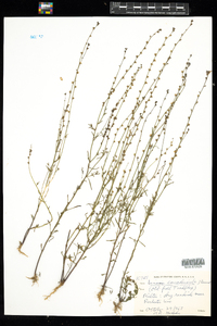 Nuttallanthus canadensis image