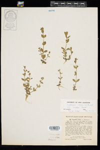 Lindernia dubia image