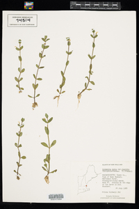 Lindernia dubia image