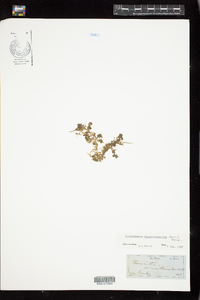 Image of Micranthemum micranthemoides