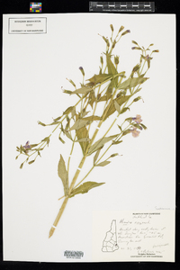 Mimulus ringens image