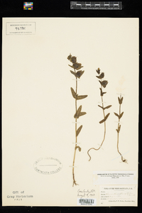 Rhinanthus oblongifolius image