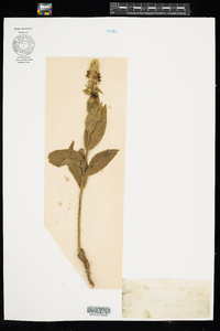 Verbascum thapsus image