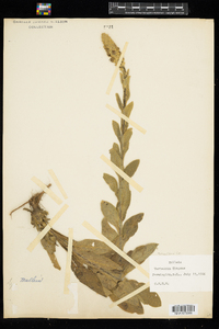 Verbascum thapsus image