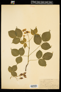 Staphylea trifolia image