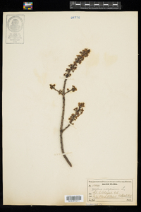 Daphne mezereum image