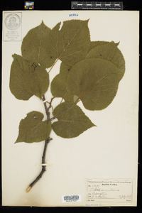 Tilia americana image