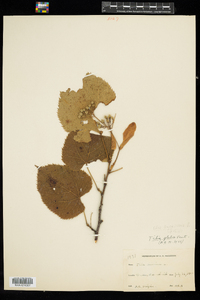 Tilia americana image