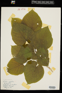 Tilia americana image