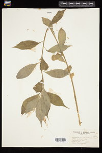 Hybanthus concolor image