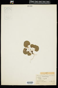 Viola blanda var. palustriformis image