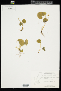 Viola blanda var. palustriformis image