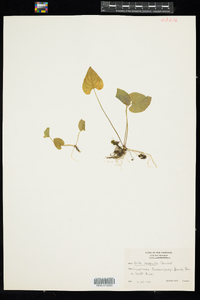 Viola blanda var. palustriformis image