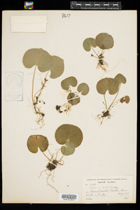 Viola renifolia image