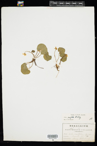 Viola renifolia image