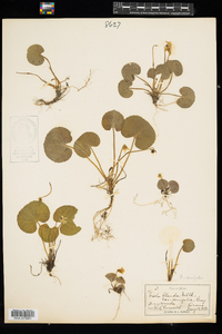 Viola renifolia image