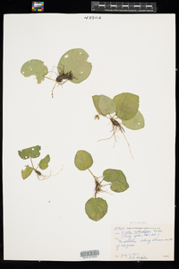 Viola rotundifolia image