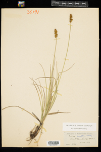 Carex annectens image