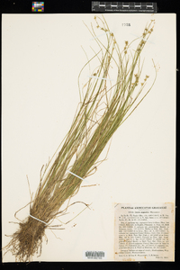 Carex echinata ssp. echinata image